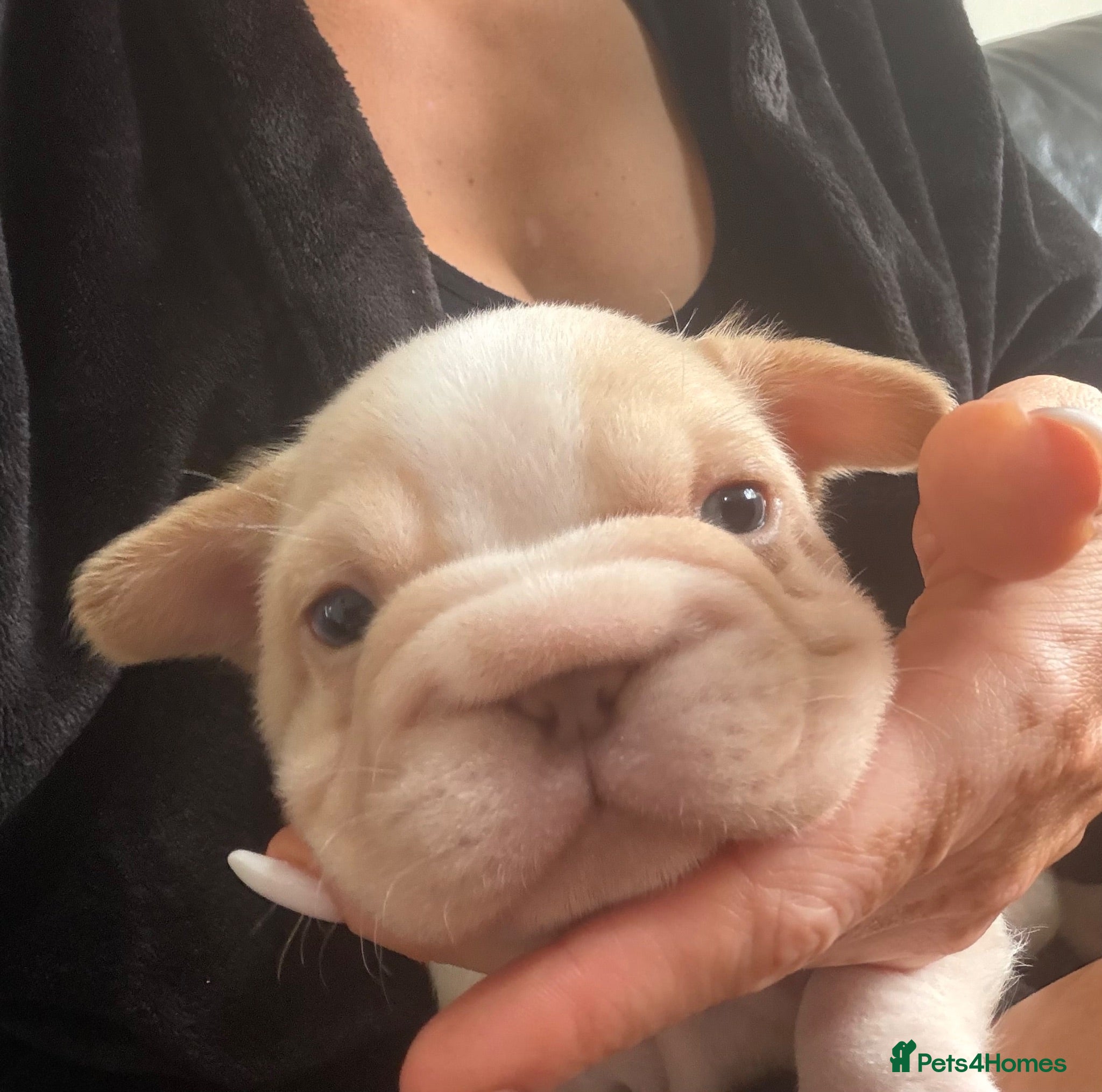 French Bulldog dogs Exotic French bulldog puppies/Health Tested Parent - Advert 2