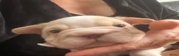 French Bulldog dogs for sale: Exotic French bulldog puppies/Health Tested Parent in Stoke-on-Trent - Advert 2