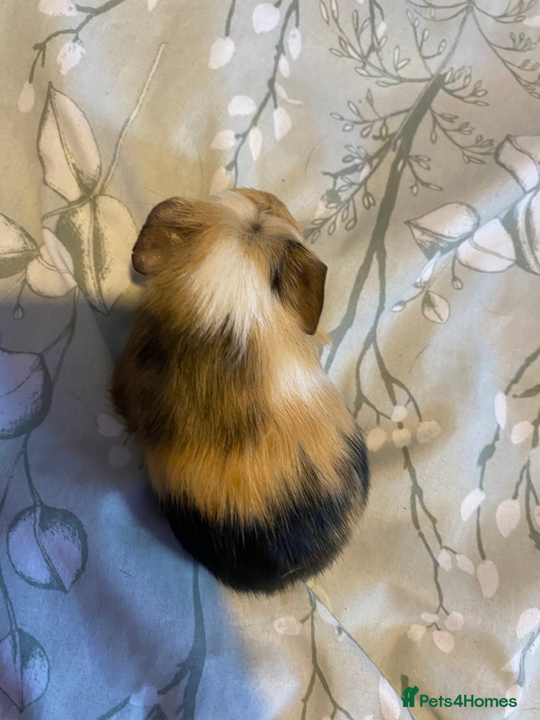 Guinea Pig rodents for sale: Guinea pigs  - Image 14