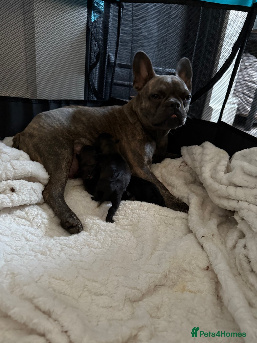 Mixed Breed dogs for sale: French Bulldog X Toy Poodle - Image 9
