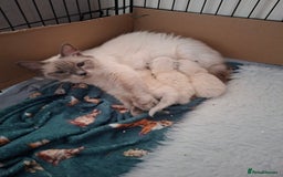 Ragdoll cats for sale: Beautiful gccf registered kittens - Image 13