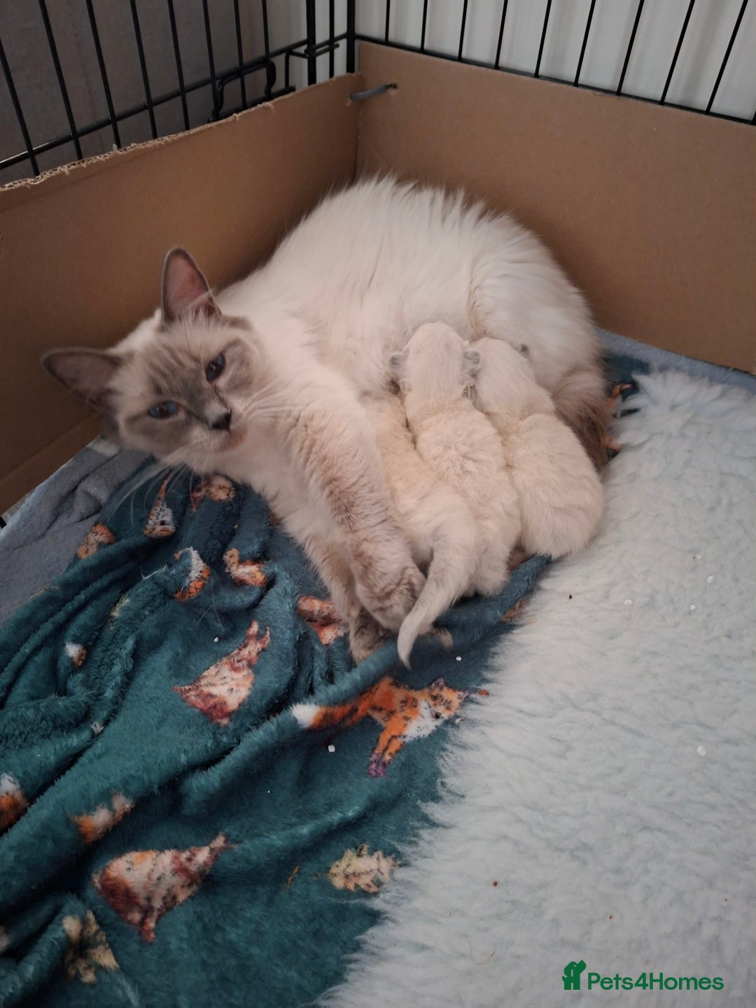 Ragdoll cats for sale: Beautiful gccf registered kittens - Image 13