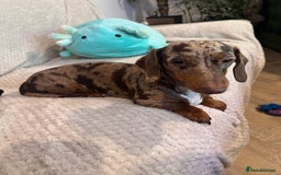 Dachshund dogs for sale: Rehoming two sisters, need to go to the same home - Image 3