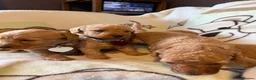 Labradoodle dogs for sale: Labradoodle Fox Red ♥️ - Advert 11