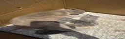 Scottish Fold cats for sale: Gorgeous purebred Scottish Fold Kittens! - Advert 6