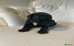 Mixed Breed dogs for sale: Stunning dogue de Bordeaux X cane corso - Image 11