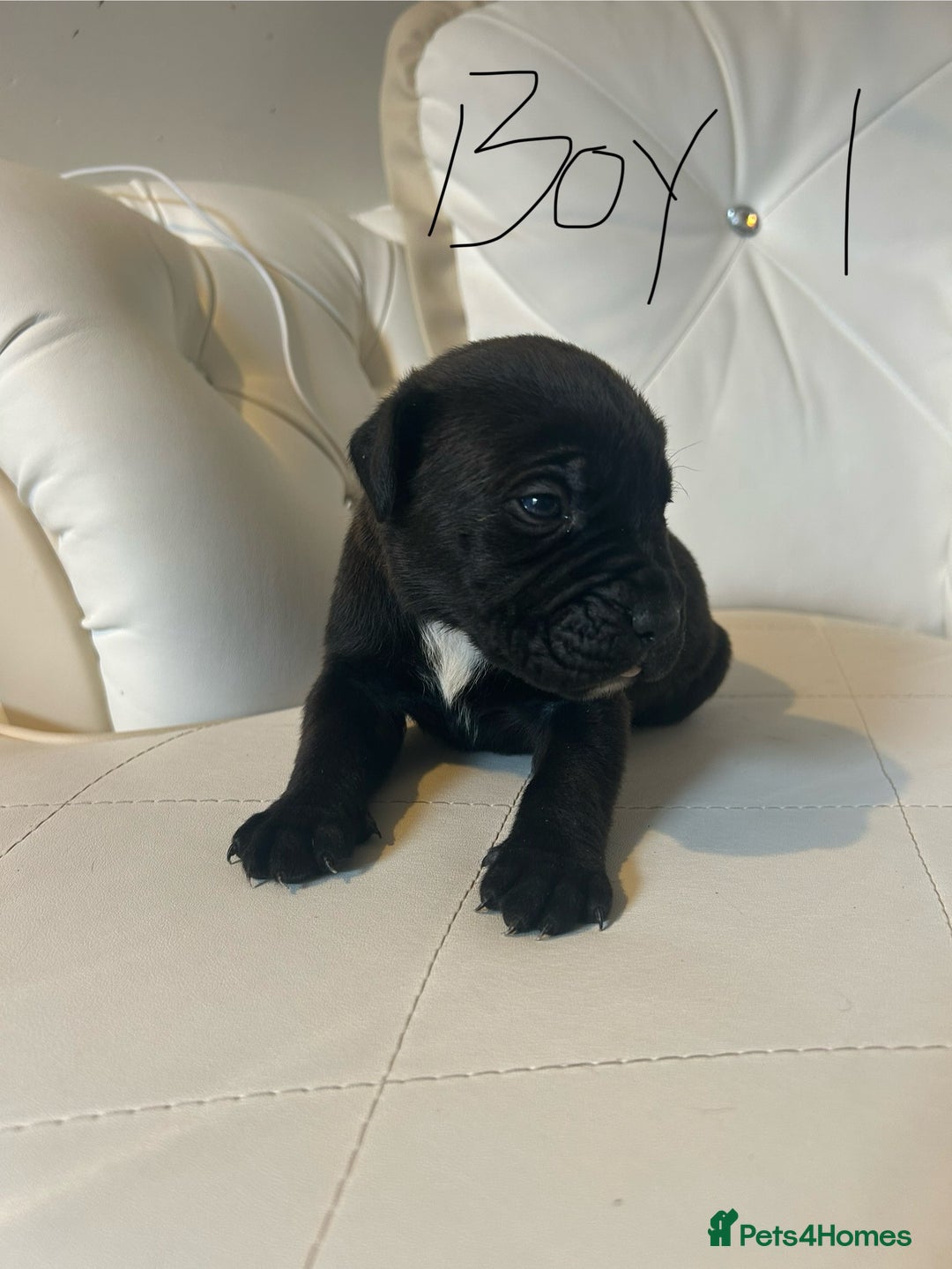 Mixed Breed dogs for sale: Stunning dogue de Bordeaux X cane corso - Image 11