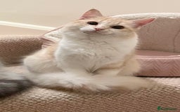 Domestic Shorthair cats for sale: Cream and white longhair cat  - Image 2
