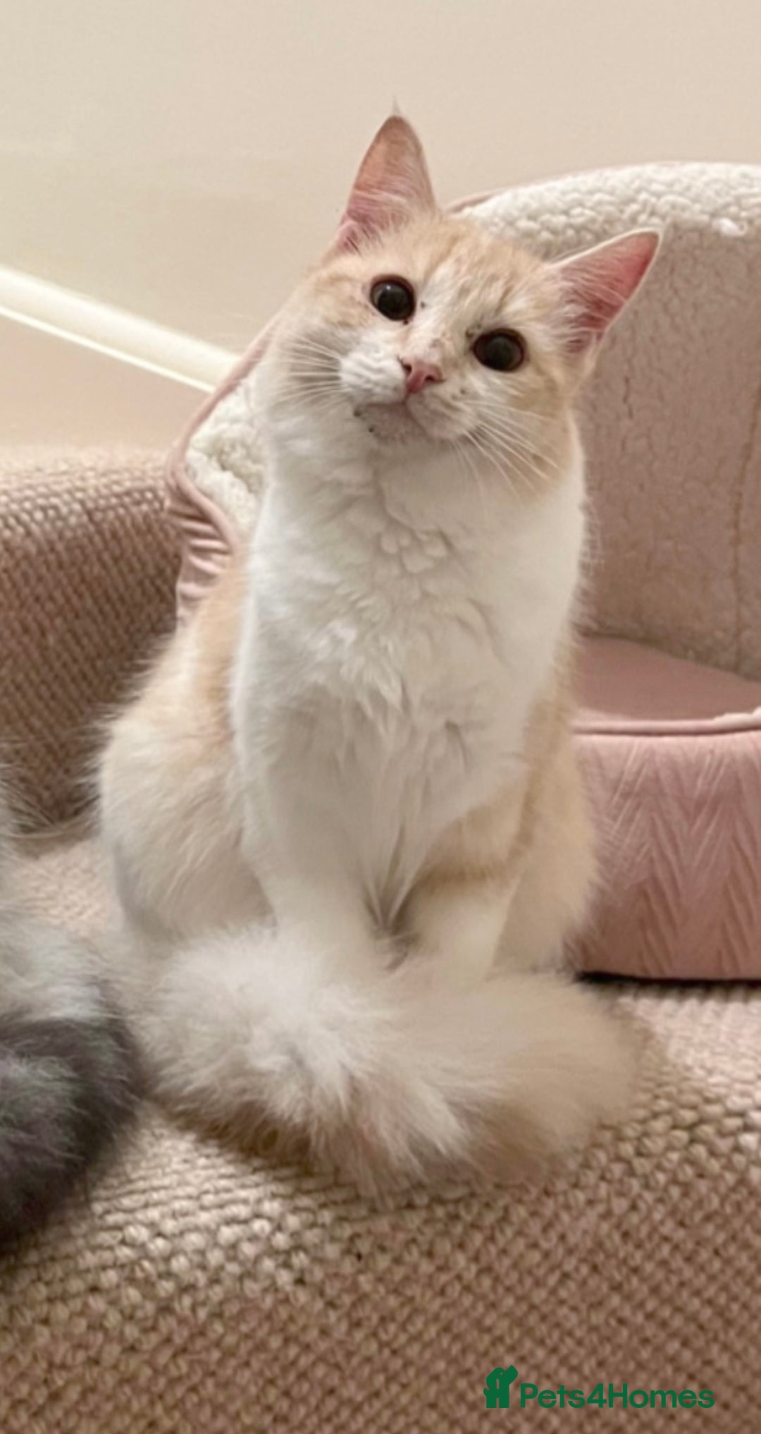 Domestic Shorthair cats for sale: Cream and white longhair cat  - Image 2