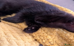 Mixed Breed cats for sale: Two gorgeous kittens looking for a loving home  - Image 8
