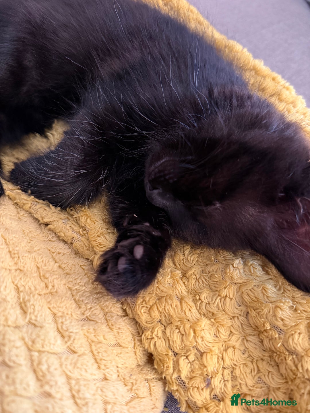Mixed Breed cats for sale: Two gorgeous kittens looking for a loving home  - Image 8