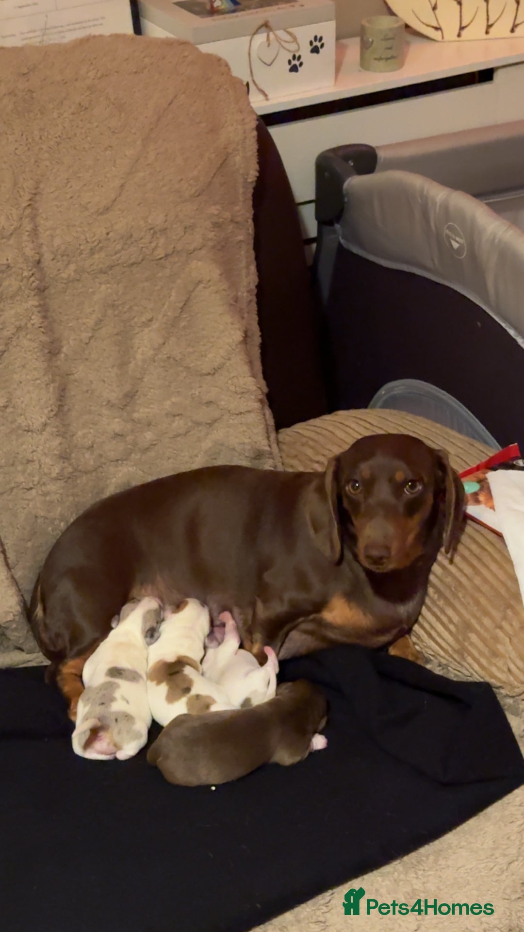 Chiweenie dogs for sale: 2 Male Puppies - Advert 2