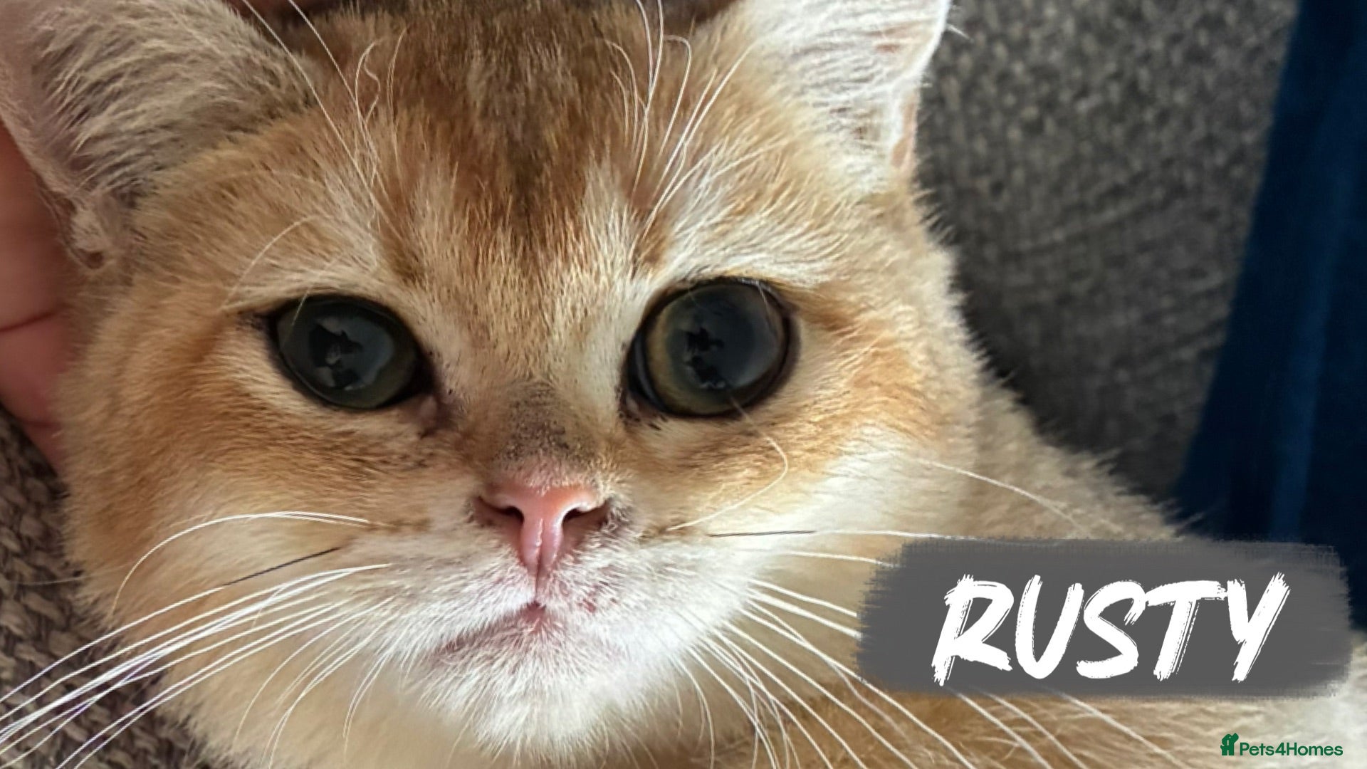 British Shorthair cats REDUCED - Pedigree Golden BSH Ready Now ! - Advert 14