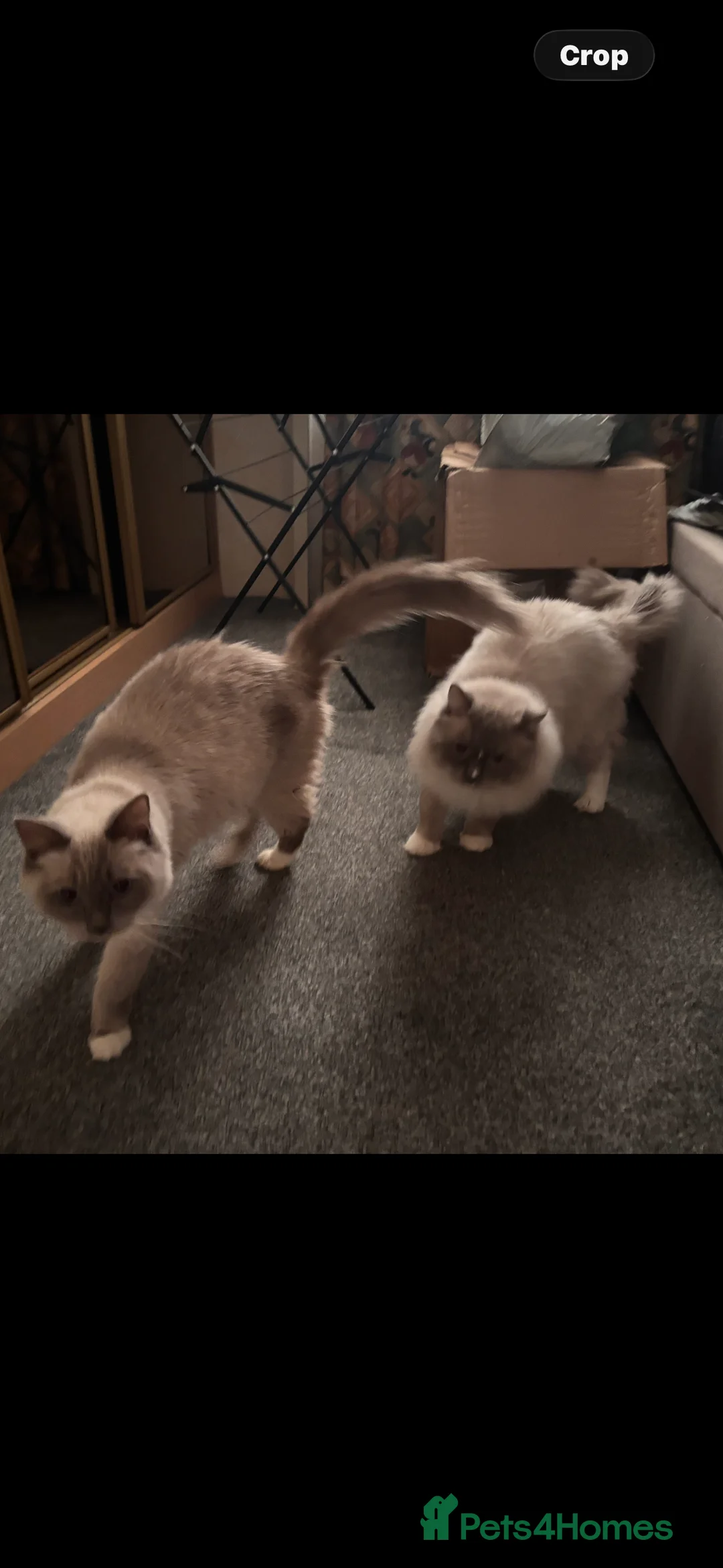 Ragdoll cats for sale: Beautiful Ragdols  - Advert 4