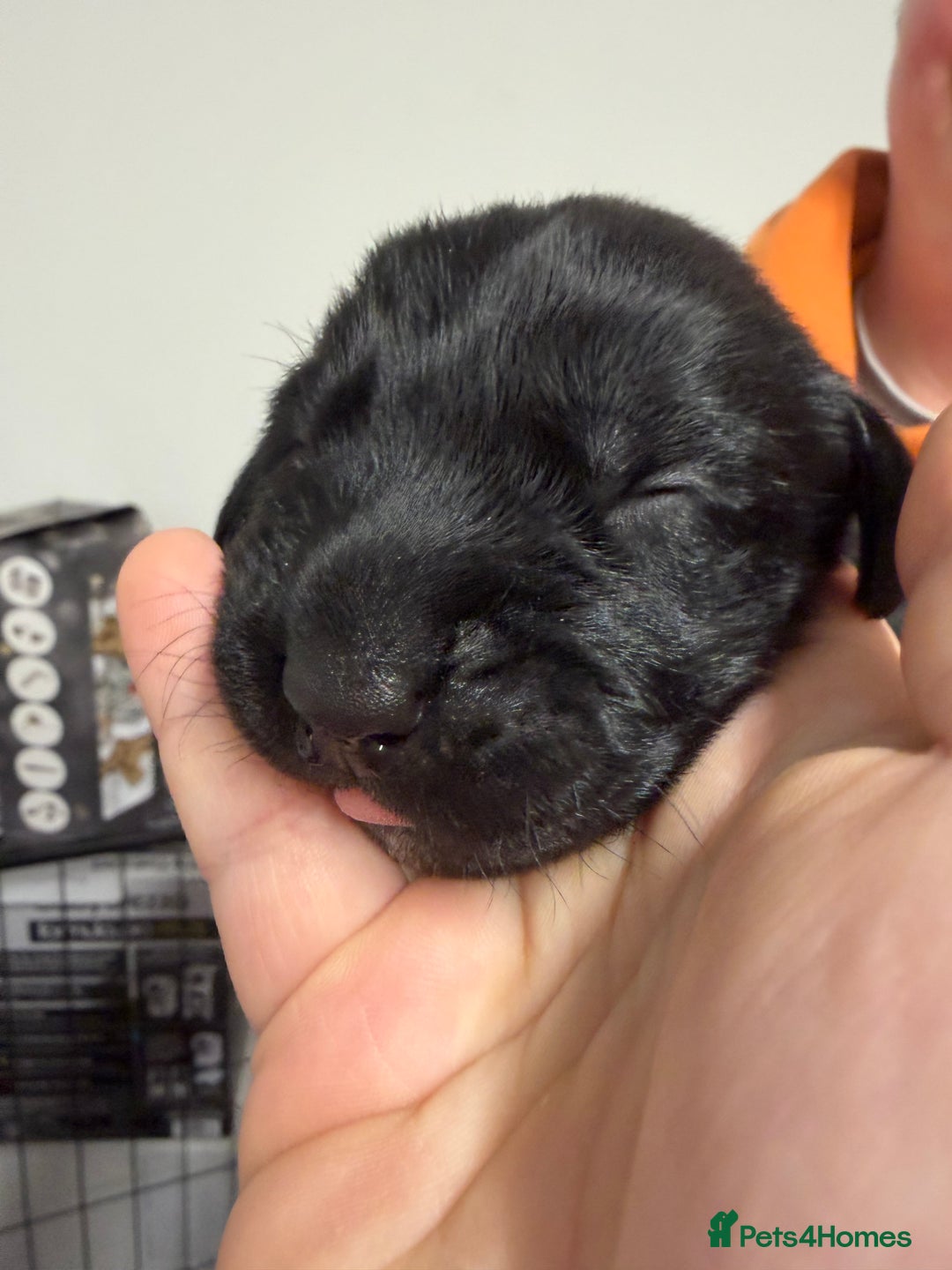 Labrador Retriever dogs for sale: Chunky Black Labrador Puppies! - Advert 18