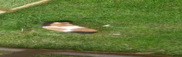Guinea Pig rodents for sale: 3 beautiful tri guinea pigs - Advert 7