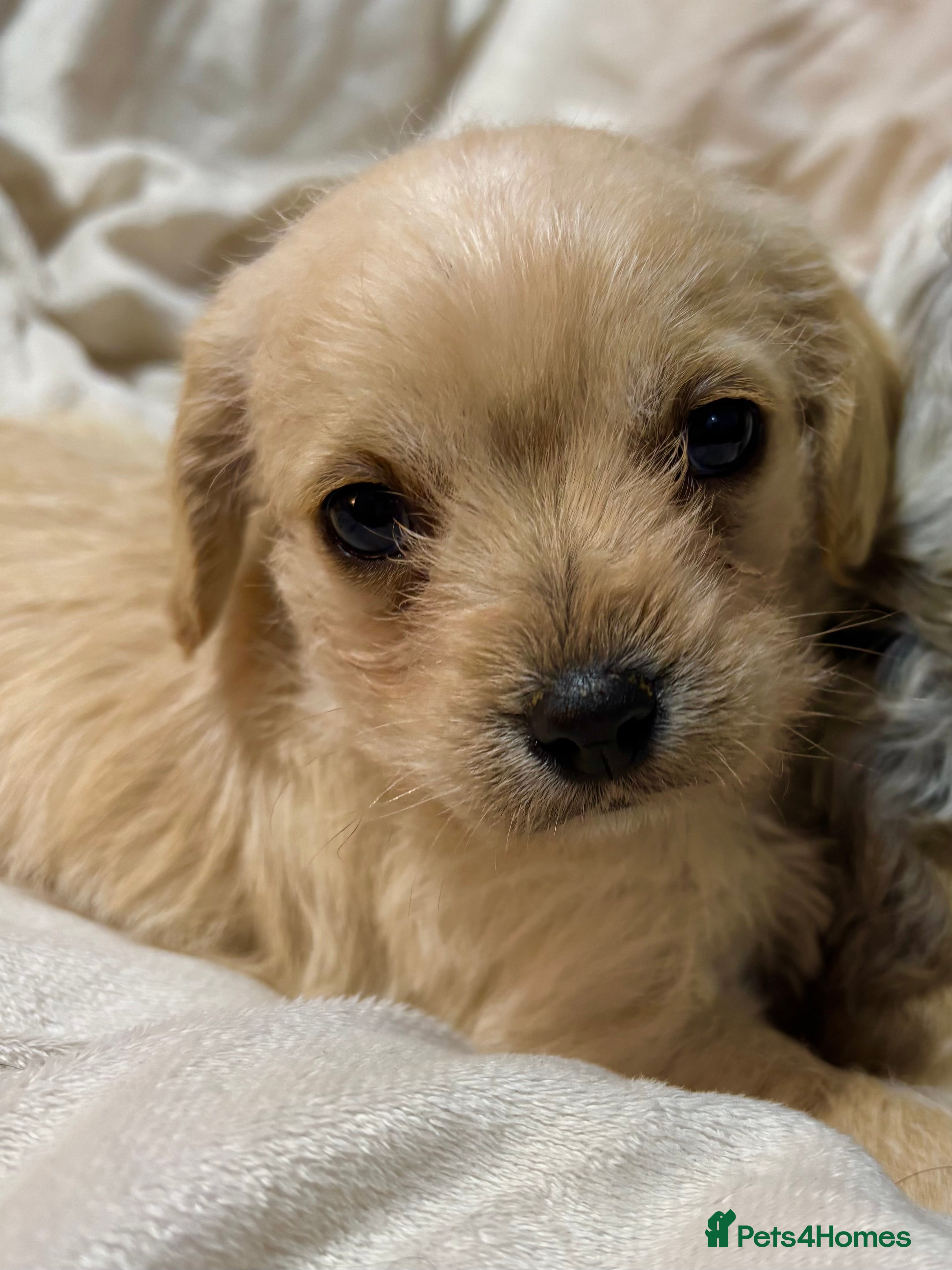 Cavapoo dogs Gorgeous Cavapoo Pups - Advert 2