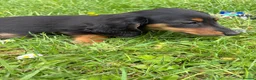 Miniature Dachshund dogs for sale: Beautiful KC reg long haired female  - Advert 8