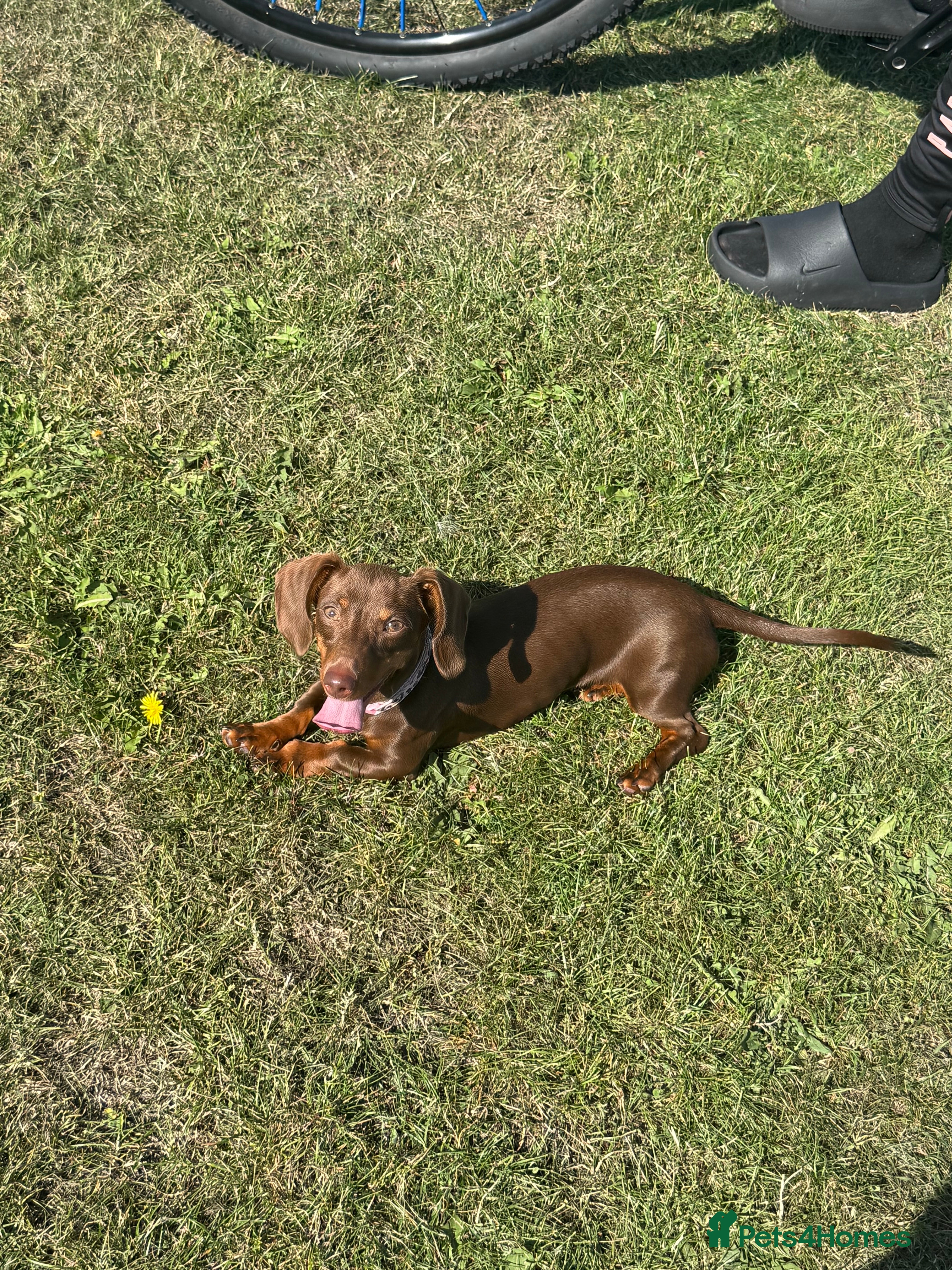 Miniature Dachshund dogs Miniature dachshund - Advert 3