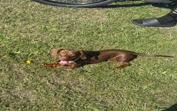 Miniature Dachshund dogs for sale: Miniature dachshund - Image 1