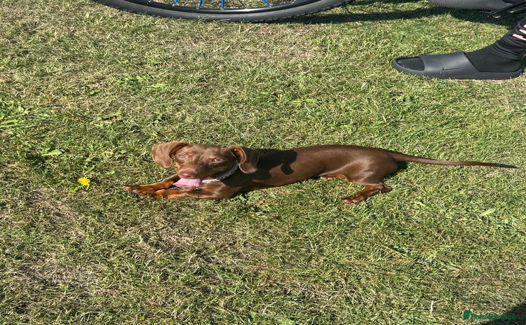 Miniature Dachshund dogs - Advert 1