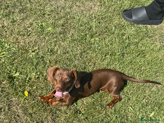 Miniature Dachshund dogs - Advert 27