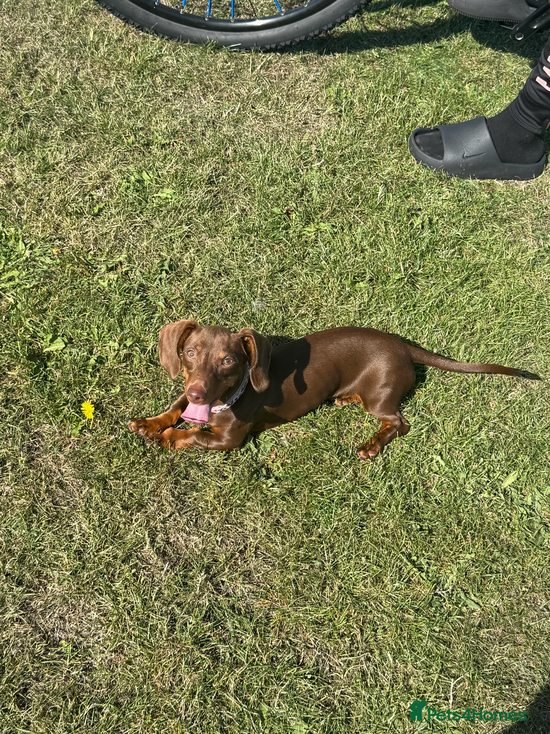 Miniature Dachshund dogs for sale: Miniature dachshund - Advert 1