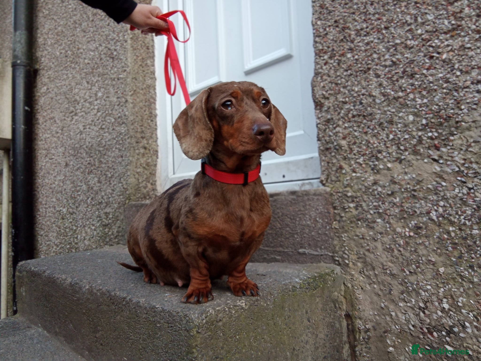 Miniature Dachshund dogs Mini Dachshunds - Rare Colours - KC Reg Dad - Advert 6