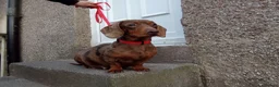 Miniature Dachshund dogs for sale: Mini Dachshunds - Rare Colours - KC Reg Dad - Advert 12