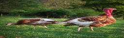 Turkeys poultry for sale: Bourbon Red Turkey Hatching Eggs and Chicks - Advert 2