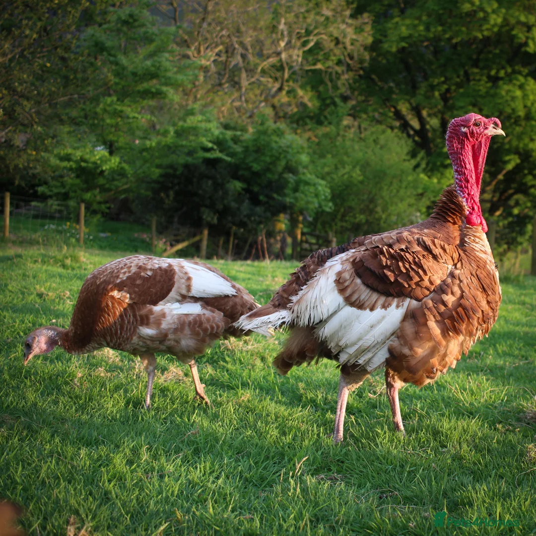 Turkeys poultry for sale: Bourbon Red Turkey Hatching Eggs and Chicks - Advert 2