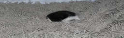 Persian cats for sale: Beautiful Persian kittens in Doncaster - Advert 17