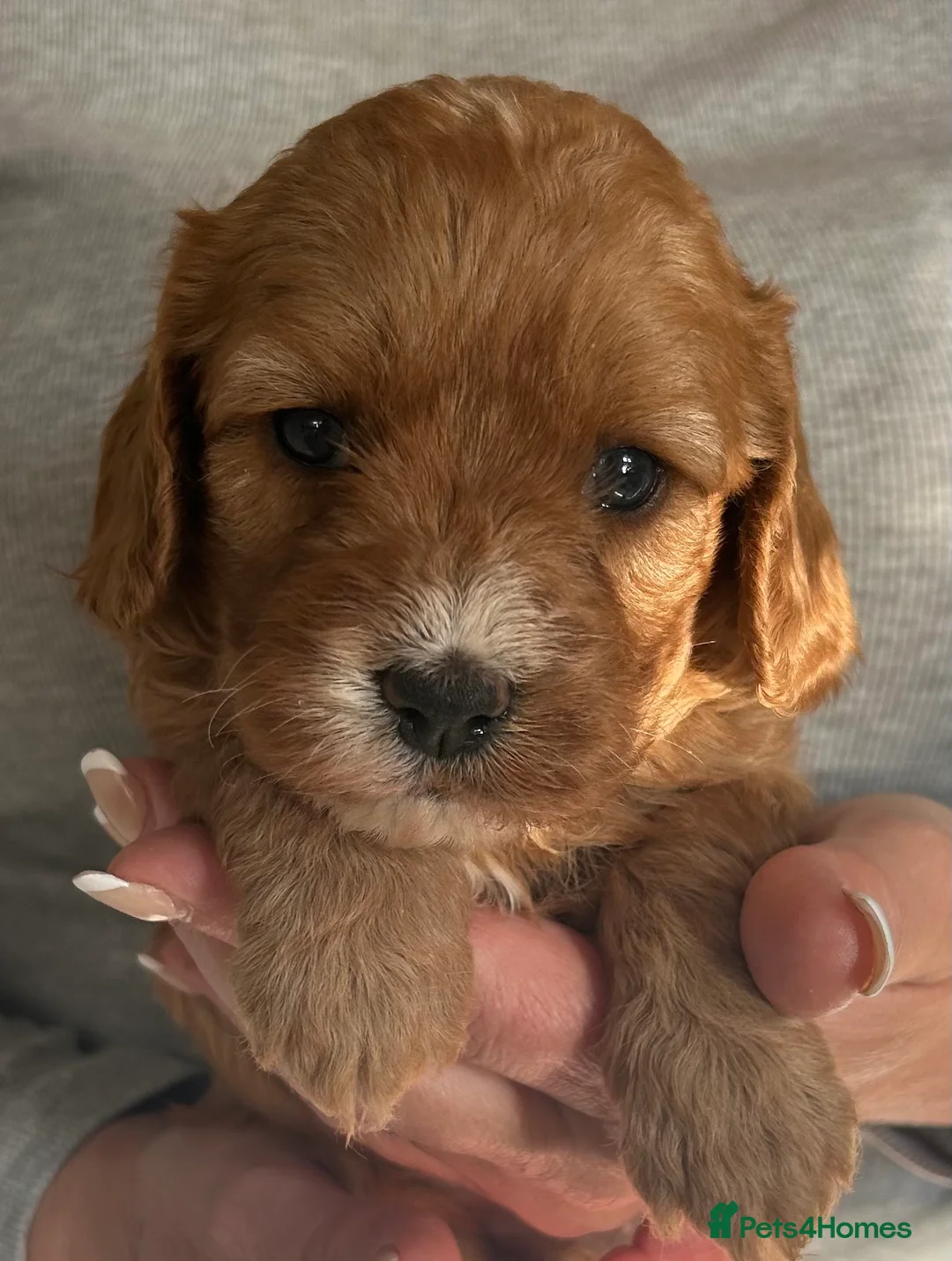 Cavapoo dogs for sale: 🐶🐩STUNNING HEALTH CLEAR CAVAPOO PUPPIES🐩🐶  - Advert 2