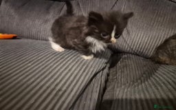 Mixed Breed cats for sale: Mixed breed kittens - Image 8