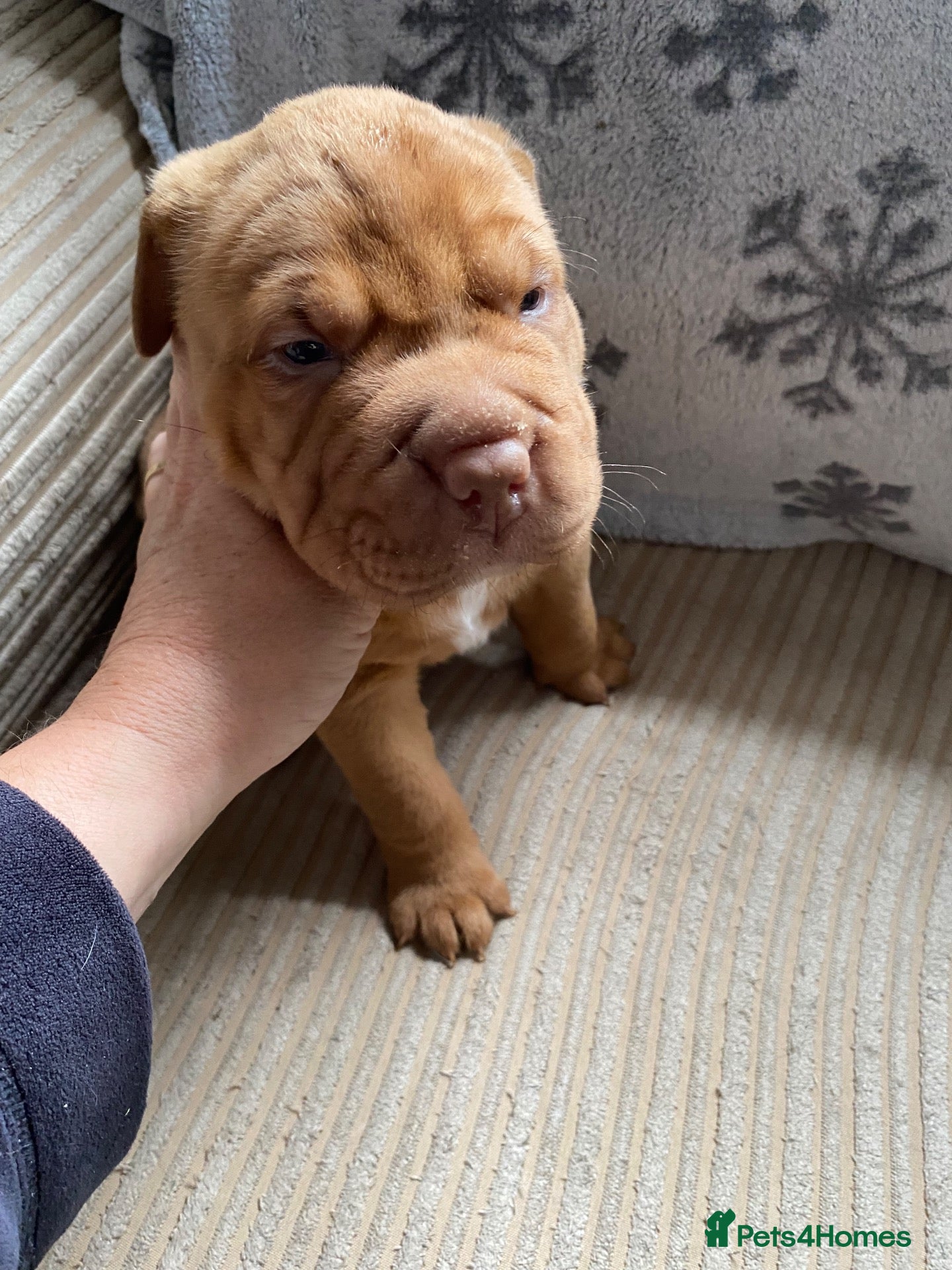 Mixed Breed dogs Sharpei x Ridgeback  - Advert 4