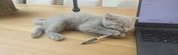 British Shorthair cats for sale: Adorable Silver British Shorthair Kitten for sale  in Dereham - Advert 8