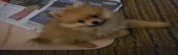 Pomeranian dogs for sale: Pomeranian puppies ready now 1 male left! - Advert 20