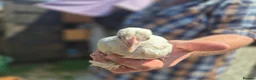 Chickens poultry for sale: 💜Sablepoot/booted bantam growing pairs and cocks - Advert 8