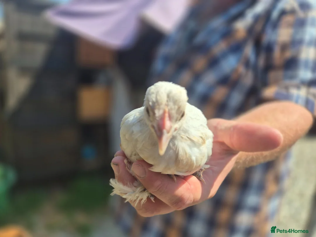 Chickens poultry for sale: 💜Sablepoot/booted bantam growing pairs and cocks - Advert 8