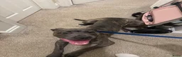Cane Corso dogs for sale: Cane Corso in Poole - Advert 4