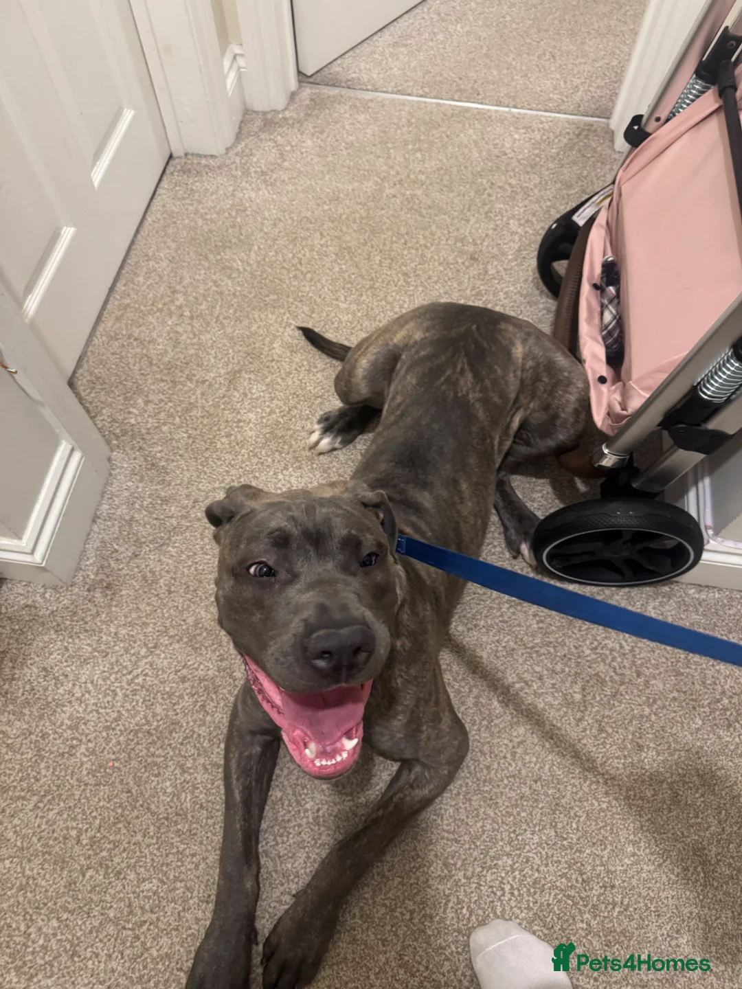 Cane Corso dogs for sale: Cane Corso in Poole - Advert 4