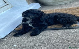 Mixed Breed dogs for sale: Sprockapoo Puppies in Bargoed - Image 9