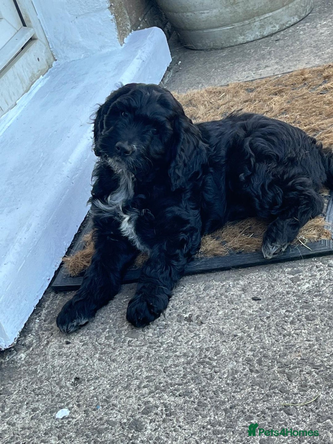 Mixed Breed dogs for sale: Sprockapoo Puppies in Bargoed - Image 9