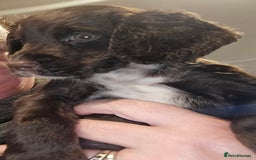 Cocker Spaniel dogs for sale: KC REGISTERED COCKER SPANIEL WORKING LINE PUPS  - Image 25
