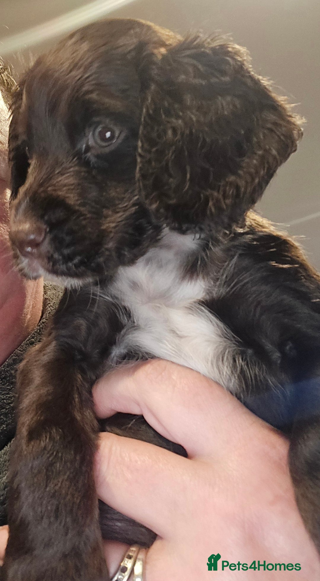Cocker Spaniel dogs for sale: KC REGISTERED COCKER SPANIEL WORKING LINE PUPS  - Image 25