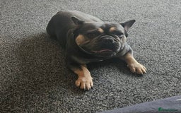 French Bulldog dogs for stud: Male blue + tan tri carrier stud  - Image 2