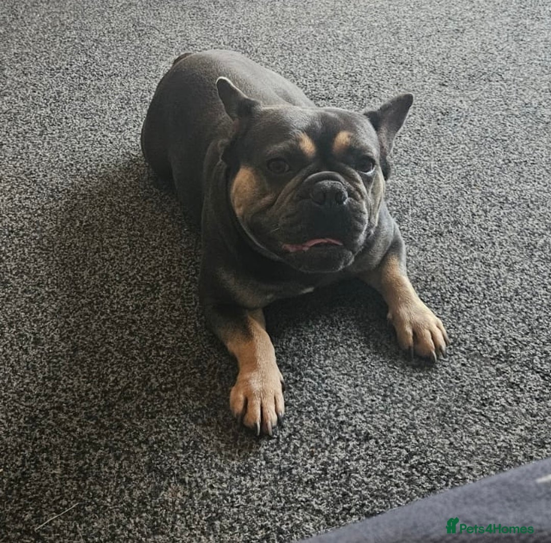 French Bulldog dogs for stud: Male blue + tan tri carrier stud  - Image 2