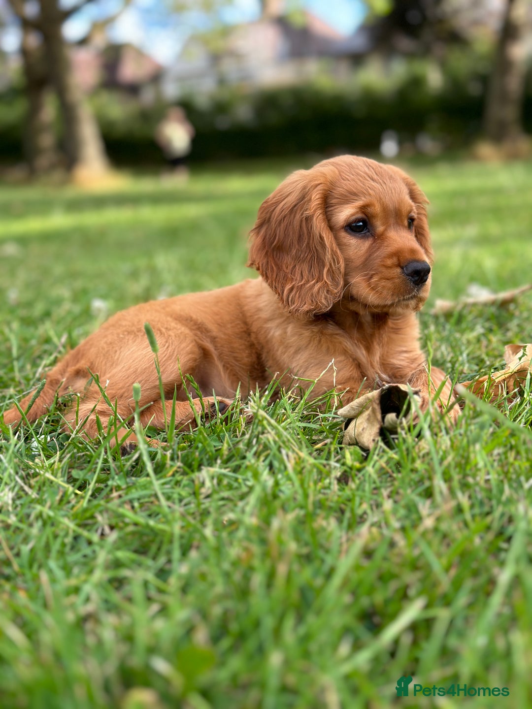 Cocker Spaniel dogs for sale: Pedigree Cocker Spaniel Puppies - Due Sept - Image 7