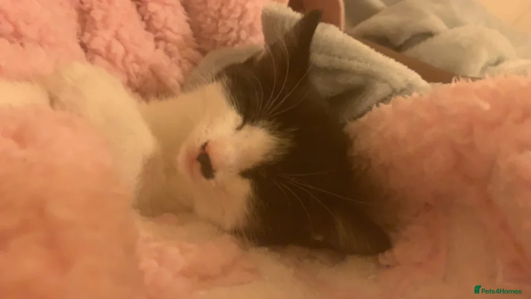 Mixed Breed cats for sale: Cute cat  - Advert 1