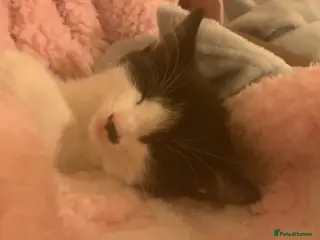 Mixed Breed cats Cute cat - Advert 1